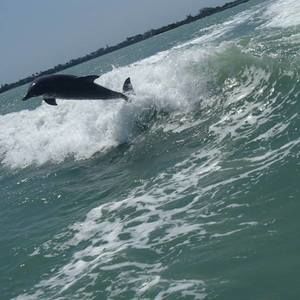 Meet your Posher, Peter